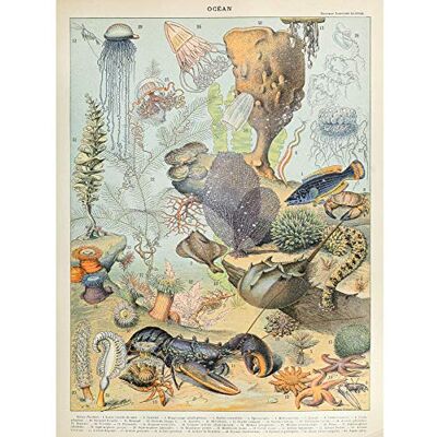 Artery8 Millot Encyclopedia Page Ocean Animals Premium Wall Art Canvas Print 18X24 Inch Artery8 Millot Encyclopedia Page Ocean Animals Premium Wall Art Canvas Print 18X24 Inch
