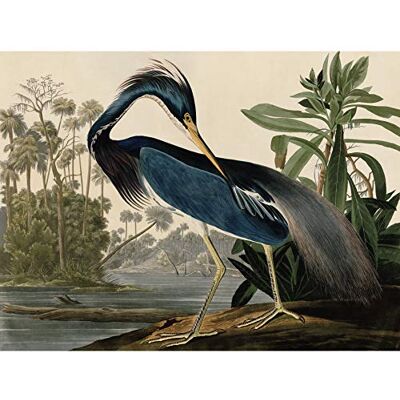 Artery8 Audubon Birds Louisiana Heron Painting Premium Wall Art Canvas Print 18X24 Inch Artery8 Audubon Birds Louisiana Heron Painting Premium Wall Art Canvas Print 18X24 Inch