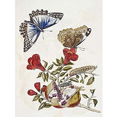 Artery8 Merian Metamorphosis Butterfly Caterpillar Nature Art Print Canvas Premium Wall Decor Poster Mural Artery8 Merian Metamorphosis Butterfly Caterpillar Nature Art Print Canvas Premium Wall Decor Poster Mural