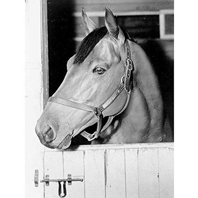 Wee Blue Coo Vintage Photography Sport Animal Portrait Seabiscuit Racehorse Stall Art Print Poster Wall Decor 12X16 Inch Wee Blue Coo Vintage Photography Sport Animal Portrait Seabiscuit Racehorse Stall Art Print Poster Wall Decor 12X16 Inch