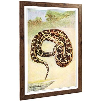 Big Box Art Framed Print of Vintage Birds of Other Lands 1917 Cobra Design Wall Art Picture Home Decor for Kitchen, Living Room, Bedroom, Hallway, Walnut, A2 / 24.5x18 Inch / 62x45cm Big Box Art Framed Print of Vintage Birds of Other Lands 1917 Cobra Design Wall Art Picture Home Decor for Kitchen, Living Room, Bedroom, Hallway, Walnut, A2 / 24.5x18 Inch / 62x45cm