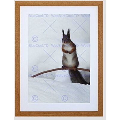 Wee Blue Coo Photo Animal Nature Squirrel Winter Snow Furry Cool Cute Framed Wall Art Print Wee Blue Coo Photo Animal Nature Squirrel Winter Snow Furry Cool Cute Framed Wall Art Print