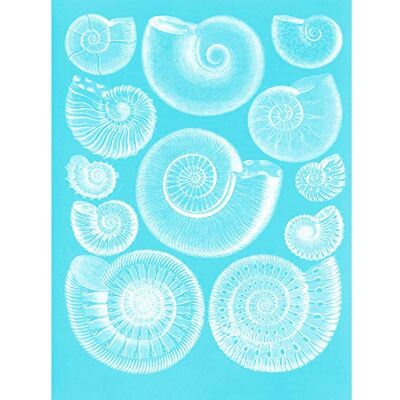 Fine Art Prints Fossil Sea Ammonites Blue Large Wall Art Print Canvas Premium Poster Fine Art Prints Fossil Sea Ammonites Blue Large Wall Art Print Canvas Premium Poster