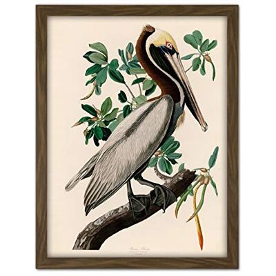 Artery8 Audubon Birds America Brown Pelican Artwork Framed Wall Art Print 18X24 Inch Artery8 Audubon Birds America Brown Pelican Artwork Framed Wall Art Print 18X24 Inch