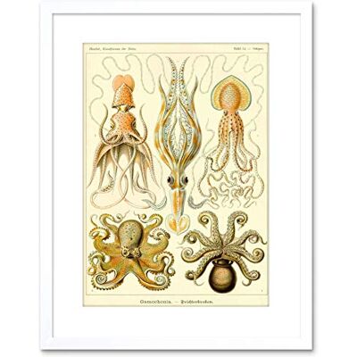 Wee Blue Coo Nature Haeckel Octopus Biology Germany Framed Wall Art Print Wee Blue Coo Nature Haeckel Octopus Biology Germany Framed Wall Art Print