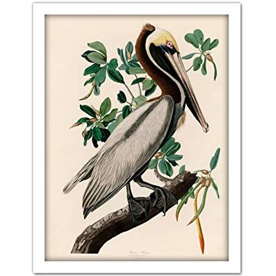 Artery8 Audubon Birds America Brown Pelican Artwork Framed Wall Art Print 18X24 Inch Artery8 Audubon Birds America Brown Pelican Artwork Framed Wall Art Print 18X24 Inch