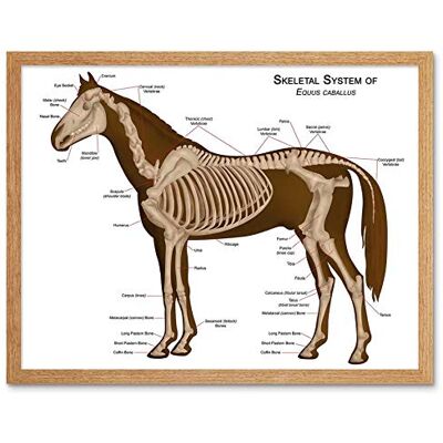Artery8 - Equine Veterinary Anatomy Chart - Poster Artery8 - Equine Veterinary Anatomy Chart - Poster