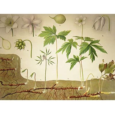 Fine Art Prints Heubach Anemone Nemorosa Botanical Illustration Unframed Wall Art Print Poster Home Decor Premium Fine Art Prints Heubach Anemone Nemorosa Botanical Illustration Unframed Wall Art Print Poster Home Decor Premium