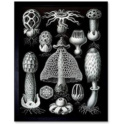 Wee Blue Coo Nature Ernst Haeckel Gus Mushroom Toadstool Biology Germany Art Print Framed Poster Wall Decor 12X16 Inch Wee Blue Coo Nature Ernst Haeckel Gus Mushroom Toadstool Biology Germany Art Print Framed Poster Wall Decor 12X16 Inch