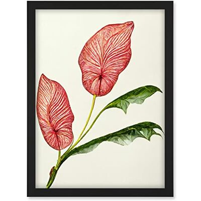 Doppelganger33 LTD Pink Laceleaf Tropical Leaf Anthurium Botanical Artwork Framed A3 Wall Art Print Doppelganger33 LTD Pink Laceleaf Tropical Leaf Anthurium Botanical Artwork Framed A3 Wall Art Print