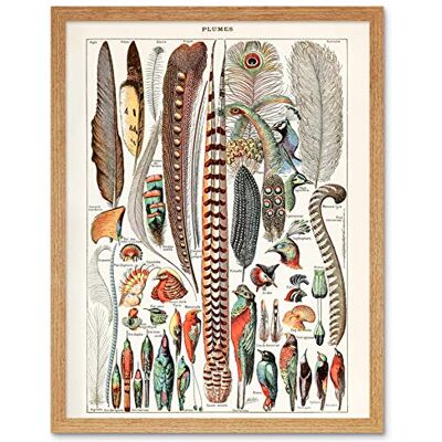 Artery8 Millot Encyclopedia Page Birds Feathers Plumage Art Print Framed Poster Wall Decor 12x16 inch Artery8 Millot Encyclopedia Page Birds Feathers Plumage Art Print Framed Poster Wall Decor 12x16 inch