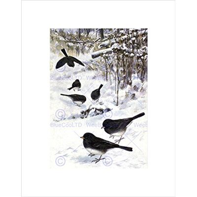 Wee Blue Coo PAINTING ANIMAL JUNCO 1914 BIRDS WINTER HORSFALL FRAMED ART PRINT B12X11634 Wee Blue Coo PAINTING ANIMAL JUNCO 1914 BIRDS WINTER HORSFALL FRAMED ART PRINT B12X11634