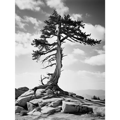 Artery8 Weathered Jeffrey Pine Standing on a Rocky Hill Black and White Photograph Lone Tree Large Wall Art Poster Print Thick Paper 18X24 Inch Artery8 Weathered Jeffrey Pine Standing on a Rocky Hill Black and White Photograph Lone Tree Large Wall Art Poster Print Thick Paper 18X24 Inch