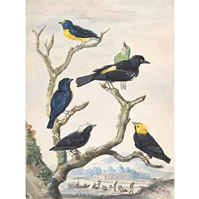 Artery8 Meertems Six South American Birds Drawing Unframed Wall Art Print Poster Home Decor Premium Artery8 Meertems Six South American Birds Drawing Unframed Wall Art Print Poster Home Decor Premium