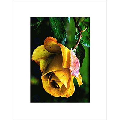 Wee Blue Coo Nature Flower Yellow Rose Petal Plant Green Wall Art Print Wee Blue Coo Nature Flower Yellow Rose Petal Plant Green Wall Art Print