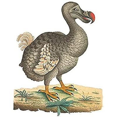 Fine Art Prints Bird Dodo Vintage Illustration Art Print Canvas Premium Wall Decor Poster Fine Art Prints Bird Dodo Vintage Illustration Art Print Canvas Premium Wall Decor Poster