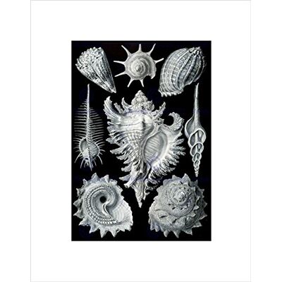 Wee Blue Coo Nature Ernst Haeckel Shell Whelk Biology Germany Vintage Art Wall Art Print Wee Blue Coo Nature Ernst Haeckel Shell Whelk Biology Germany Vintage Art Wall Art Print