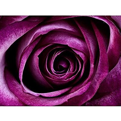 Wee Blue Coo Nature Photo Purple Rose Petal Flower Large Art Print Poster Wall Decor 18x24 inch Wee Blue Coo Nature Photo Purple Rose Petal Flower Large Art Print Poster Wall Decor 18x24 inch