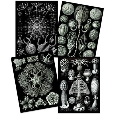 Artery8 Ernst Haeckel Kunstformen Der Natur Plates Nature Vintage Biology Black White Art Print Poster Home Decor Premium Pack of 4 Artery8 Ernst Haeckel Kunstformen Der Natur Plates Nature Vintage Biology Black White Art Print Poster Home Decor Premium Pack of 4