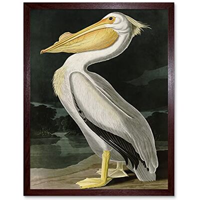 Artery8 Audubon Birds White Pelican Painting Art Print Framed Poster Wall Decor 12x16 inch Artery8 Audubon Birds White Pelican Painting Art Print Framed Poster Wall Decor 12x16 inch
