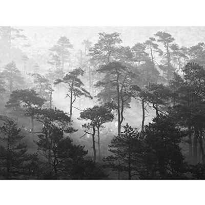 Fine Art Prints Oja Lindi Nature Reserve Estonia Forest Trees Photo Premium Wall Art Canvas Print 18X24 Inch Fine Art Prints Oja Lindi Nature Reserve Estonia Forest Trees Photo Premium Wall Art Canvas Print 18X24 Inch