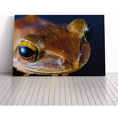 Big Box Art Tree Frog (3) Canvas Print Gallery Wrapped 30mm Frame Wall Art 20x14 inches Ready to Hang Modern Animals Picture Living Room Bedroom Lounge Office Big Box Art Tree Frog (3) Canvas Print Gallery Wrapped 30mm Frame Wall Art 20x14 inches Ready to Hang Modern Animals Picture Living Room Bedroom Lounge Office