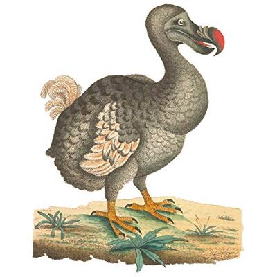 Fine Art Prints Bird Dodo Vintage Illustration Large Wall Art Print Canvas Premium Poster Fine Art Prints Bird Dodo Vintage Illustration Large Wall Art Print Canvas Premium Poster