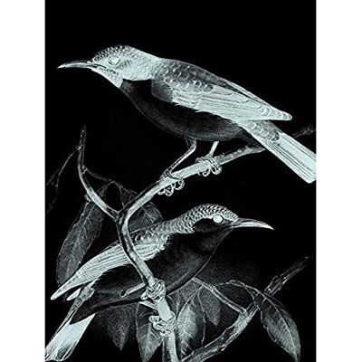 Wee Blue Coo Birds Illustration Night Unframed Art Print Poster Wall Decor 12x16 inch Wee Blue Coo Birds Illustration Night Unframed Art Print Poster Wall Decor 12x16 inch