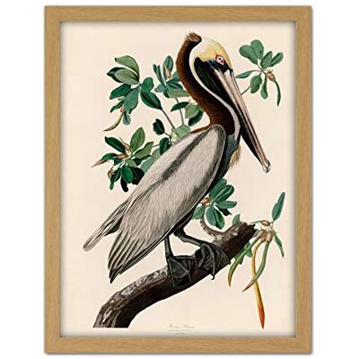 Artery8 Audubon Birds America Brown Pelican Artwork Framed Wall Art Print 18X24 Inch Artery8 Audubon Birds America Brown Pelican Artwork Framed Wall Art Print 18X24 Inch