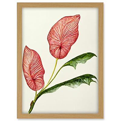 Doppelganger33 LTD Pink Laceleaf Tropical Leaf Anthurium Botanical Artwork Framed A3 Wall Art Print Doppelganger33 LTD Pink Laceleaf Tropical Leaf Anthurium Botanical Artwork Framed A3 Wall Art Print