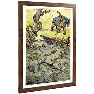 Big Box Art Framed Print of Vintage Animals. Reptiles & Fish of The Tropics Design Wall Art Picture Home Decor for Kitchen, Living Room, Bedroom, Hallway, Walnut, A2 / 24.5x18 Inch / 62x45cm Big Box Art Framed Print of Vintage Animals. Reptiles & Fish of The Tropics Design Wall Art Picture Home Decor for Kitchen, Living Room, Bedroom, Hallway, Walnut, A2 / 24.5x18 Inch / 62x45cm