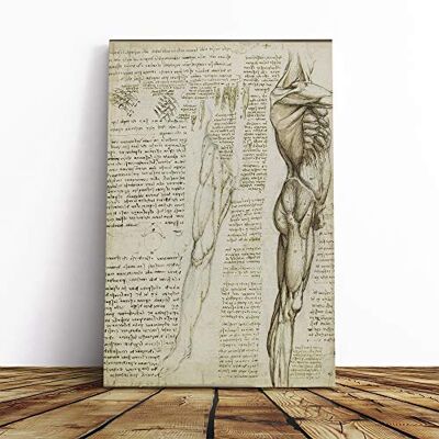 Big Box Art Canvas Print Wall Art Leonardo Da Vinci Anatomy 6 Mounted and Stretched Box Frame Picture Home Decor for Kitchen, Living, Dining Room, Bedroom, Hallway, Multi-Colour, 20x14 Inch Big Box Art Canvas Print Wall Art Leonardo Da Vinci Anatomy 6 Mounted and Stretched Box Frame Picture Home Decor for Kitchen, Living, Dining Room, Bedroom, Hallway, Multi-Colour, 20x14 Inch