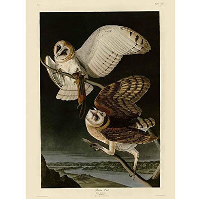 Wee Blue Coo Painting Book Page Birds America Audubon Barn Owl Art Print Poster Wall Decor 12X16 Inch Wee Blue Coo Painting Book Page Birds America Audubon Barn Owl Art Print Poster Wall Decor 12X16 Inch