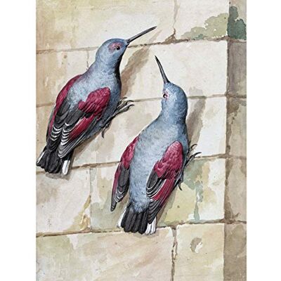 Artery8 Schouman Wallcreeper Birds Blue Purple Drawing Premium Wall Art Canvas Print 18X24 Inch Artery8 Schouman Wallcreeper Birds Blue Purple Drawing Premium Wall Art Canvas Print 18X24 Inch