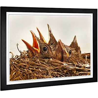 Big Box Art Framed Print of Baby Birds in The Nest (2) Design Wall Art Picture Home Decor for Kitchen, Living, Dining Room, Bedroom, Hallway, Office, Black, A2 / 24.5x18 Inch / 62x45cm Big Box Art Framed Print of Baby Birds in The Nest (2) Design Wall Art Picture Home Decor for Kitchen, Living, Dining Room, Bedroom, Hallway, Office, Black, A2 / 24.5x18 Inch / 62x45cm