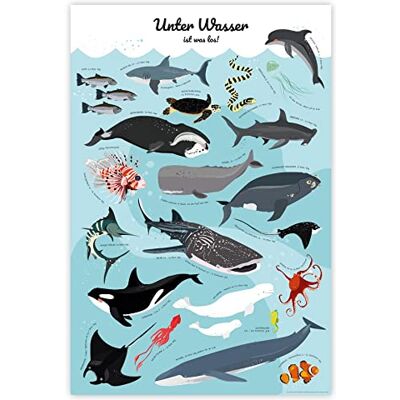 Close Up Meerestiere Poster Unter Wasser ist was los! (61cm x 91,5cm) Close Up Meerestiere Poster Unter Wasser ist was los! (61cm x 91,5cm)