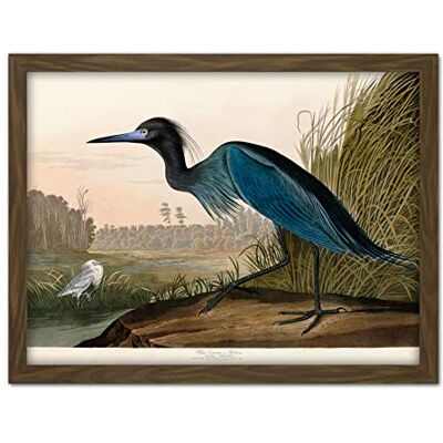 Artery8 Audubon Birds America Blue Crane Artwork Framed Wall Art Print 18X24 Inch Artery8 Audubon Birds America Blue Crane Artwork Framed Wall Art Print 18X24 Inch
