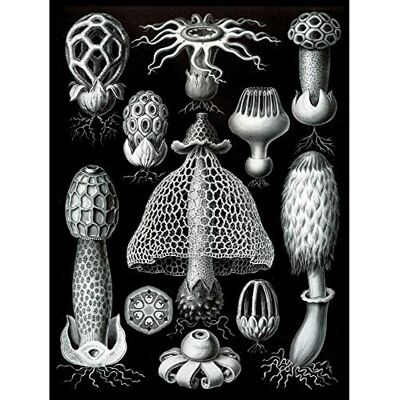 Wee Blue Coo Nature Ernst Haeckel Fungus Mushroom Toadstool Biology Germany Large Art Print Poster Wall Decor 18x24 inch Wee Blue Coo Nature Ernst Haeckel Fungus Mushroom Toadstool Biology Germany Large Art Print Poster Wall Decor 18x24 inch