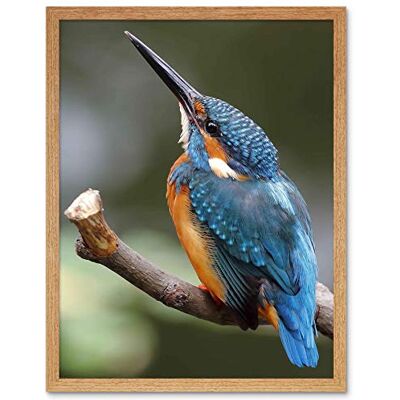 Wee Blue Coo Photo Nature Animal Bird Kingfisher Colourful Beak Feather Art Print Framed Poster Wall Decor 12X16 Inch Wee Blue Coo Photo Nature Animal Bird Kingfisher Colourful Beak Feather Art Print Framed Poster Wall Decor 12X16 Inch