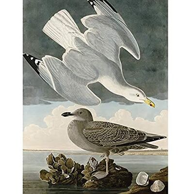 Artery8 Audubon Birds Herring Gull Painting Art Print Canvas Premium Wall Decor Poster Mural Artery8 Audubon Birds Herring Gull Painting Art Print Canvas Premium Wall Decor Poster Mural