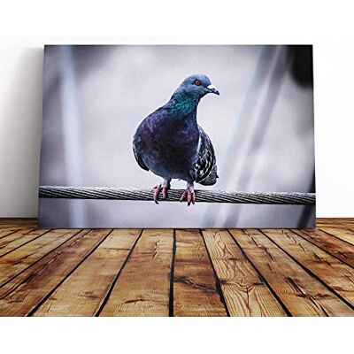 Big Box Art Pigeon Bird Canvas Print Gallery Wrapped 30mm Frame Wall Art 30x20 inches Ready to Hang Modern Animals Picture Living Room Bedroom Lounge Office Big Box Art Pigeon Bird Canvas Print Gallery Wrapped 30mm Frame Wall Art 30x20 inches Ready to Hang Modern Animals Picture Living Room Bedroom Lounge Office