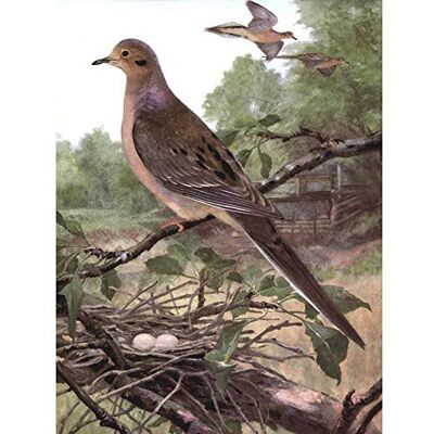 Wee Blue Coo Painting Animal Mourning Dove 1915 Birds Winter Horsfall Art Print Poster Wall Decor 12X16 Inch Wee Blue Coo Painting Animal Mourning Dove 1915 Birds Winter Horsfall Art Print Poster Wall Decor 12X16 Inch