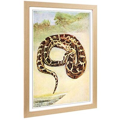 Big Box Art Framed Print of Vintage Birds of Other Lands 1917 Cobra Design Wall Art Picture Home Decor for Kitchen, Living Room, Bedroom, Hallway, Oak, A2 / 24.5x18 Inch / 62x45cm Big Box Art Framed Print of Vintage Birds of Other Lands 1917 Cobra Design Wall Art Picture Home Decor for Kitchen, Living Room, Bedroom, Hallway, Oak, A2 / 24.5x18 Inch / 62x45cm