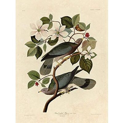 Wee Blue Coo Painting Book Page Birds America Audubon Band Tail Pigeon Art Print Poster Wall Decor 12X16 Inch Wee Blue Coo Painting Book Page Birds America Audubon Band Tail Pigeon Art Print Poster Wall Decor 12X16 Inch