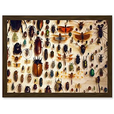 Artery8 - Nature Photo Taxidermy Insect Collection - Brown Artery8 - Nature Photo Taxidermy Insect Collection - Brown