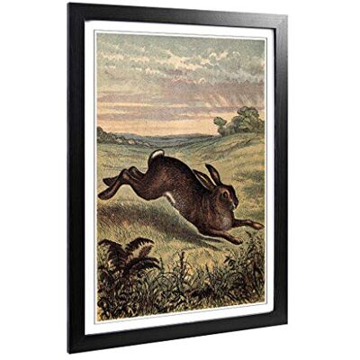 Big Box Art Framed Print of Vintage Tame Animals Hare Design Wall Art Picture Home Decor for Kitchen, Living, Dining Room, Bedroom, Hallway, Office, Black, A2 / 24.5x18 Inch / 62x45cm Big Box Art Framed Print of Vintage Tame Animals Hare Design Wall Art Picture Home Decor for Kitchen, Living, Dining Room, Bedroom, Hallway, Office, Black, A2 / 24.5x18 Inch / 62x45cm