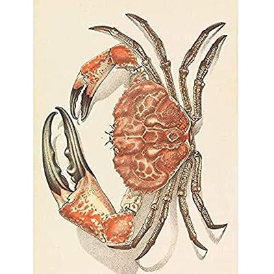 Fine Art Prints John James Wild Tasmanian Giant Crab Pseudocarcinus Gigas Unframed Wall Art Print Poster Home Decor Premium Fine Art Prints John James Wild Tasmanian Giant Crab Pseudocarcinus Gigas Unframed Wall Art Print Poster Home Decor Premium