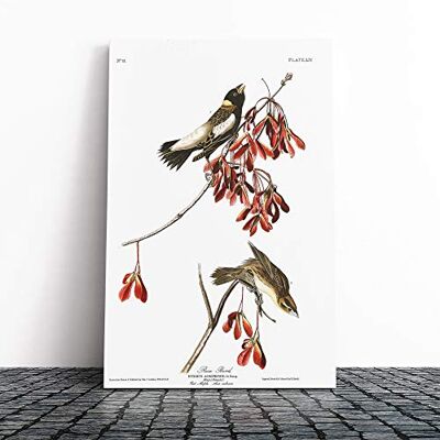 Big Box Art John James Audubon Rice Bird Canvas Print Gallery Wrapped 30mm Frame Wall Art 24x16 inches Ready to Hang Modern Animals Picture Living Room Bedroom Lounge Office Big Box Art John James Audubon Rice Bird Canvas Print Gallery Wrapped 30mm Frame Wall Art 24x16 inches Ready to Hang Modern Animals Picture Living Room Bedroom Lounge Office