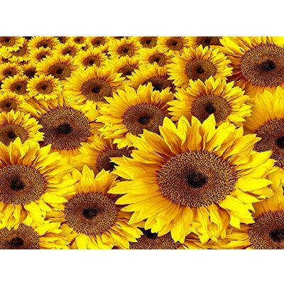 Wee Blue Coo MP PHOTOGRAPHY COMPOSITION NATURE PLANT FLOWER SUNFLOWER YELLOW 18x24 INCH ART POSTER PRINT PICTURE LV6149 Wee Blue Coo MP PHOTOGRAPHY COMPOSITION NATURE PLANT FLOWER SUNFLOWER YELLOW 18x24 INCH ART POSTER PRINT PICTURE LV6149