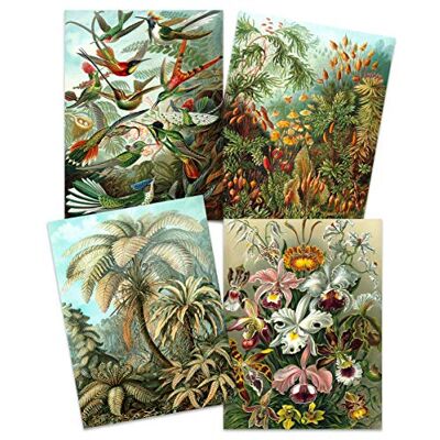 Artery8 Ernst Haeckel Kunstformen Der Natur Plates Nature Vintage Birds Flora Fauna Biology Art Print Poster Home Decor Premium Pack of 4 Artery8 Ernst Haeckel Kunstformen Der Natur Plates Nature Vintage Birds Flora Fauna Biology Art Print Poster Home Decor Premium Pack of 4